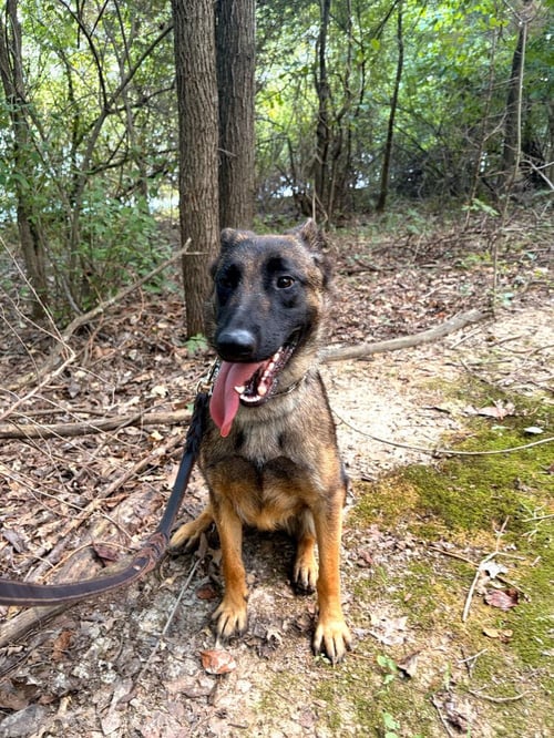 JASMINE - Belgian Shepherd Malinois available for adoption