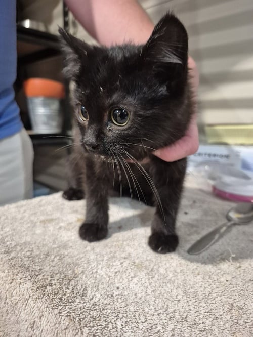 HARLOW - Domestic Short Hair available for adoption
