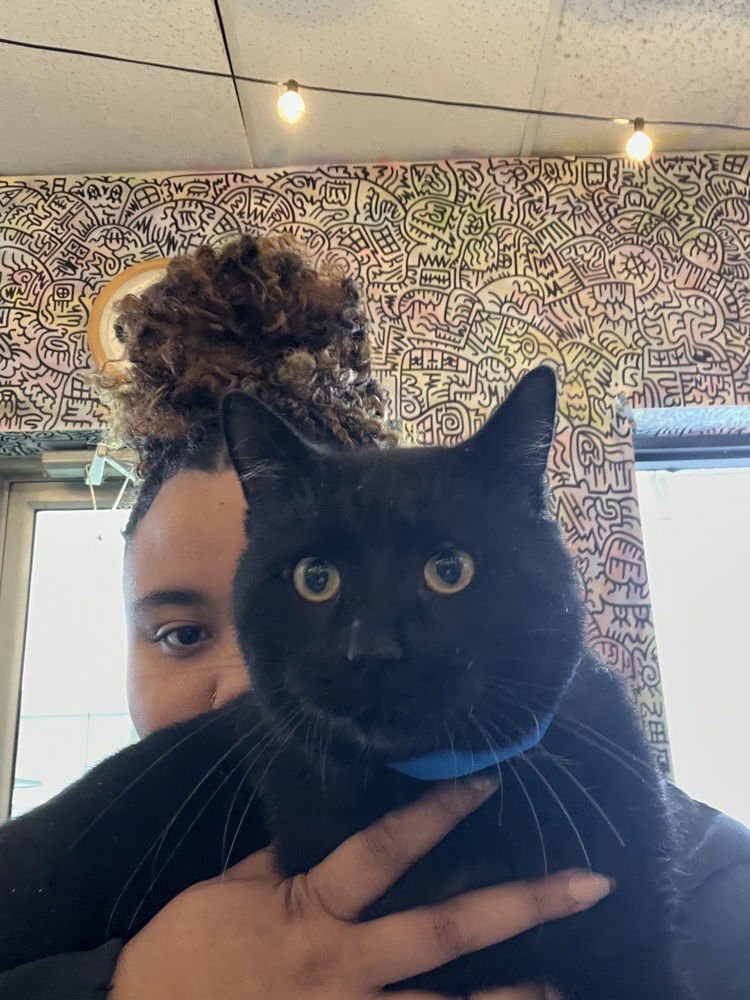 EBENEZER - Domestic Short Hair available for adoption