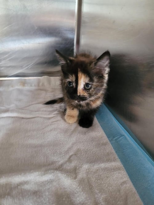 TRISHA - Domestic Short Hair available for adoption
