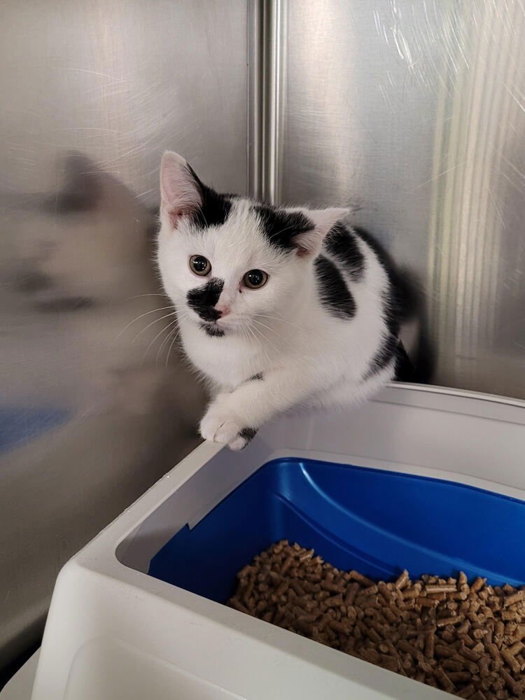 BONNIE - Domestic Short Hair available for adoption