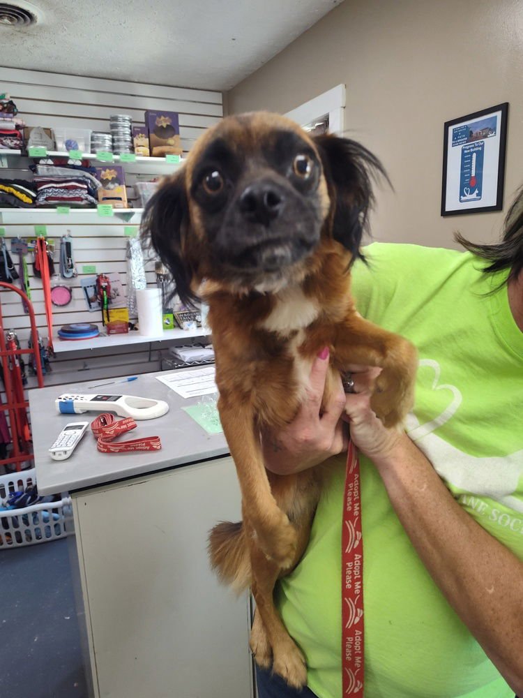 MAX - Pug available for adoption