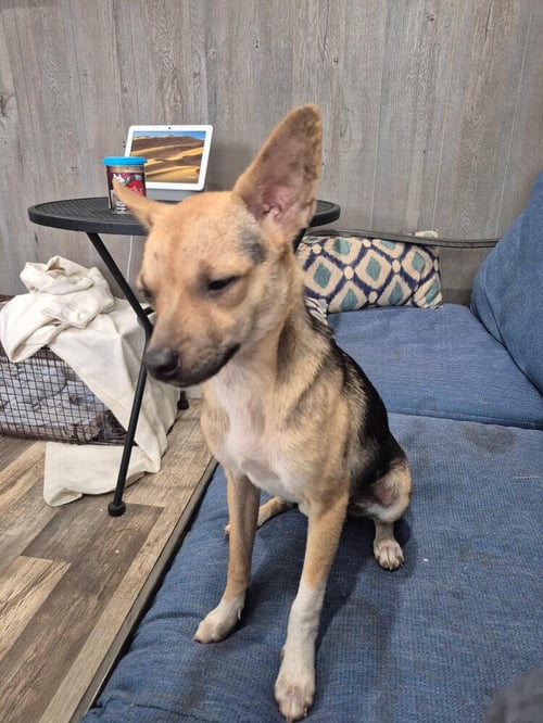 BB KING - Chihuahua available for adoption