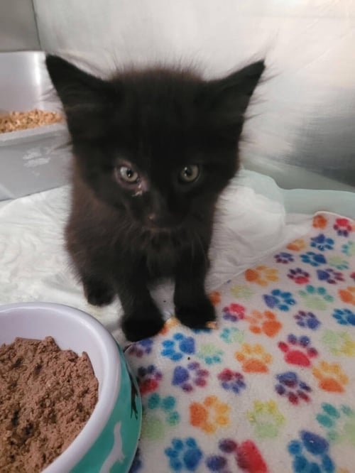 NASH - Domestic Long Hair available for adoption
