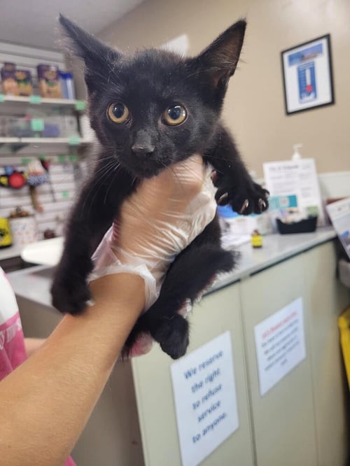 CHAN - Domestic Short Hair available for adoption