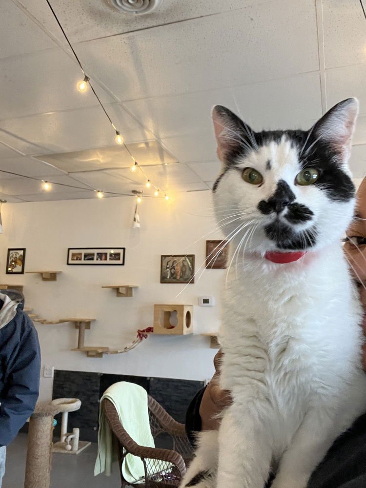 CHECKERS - Domestic Short Hair available for adoption