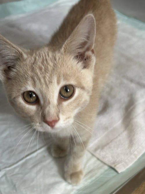 ELIO - Domestic Short Hair available for adoption