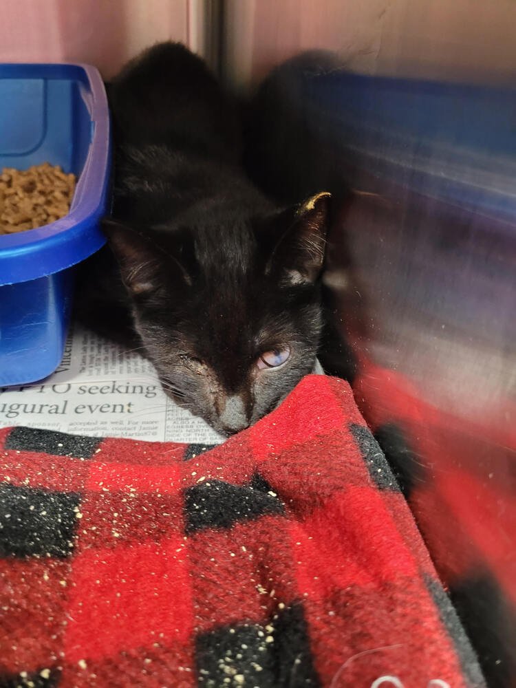 SAJA - Domestic Short Hair available for adoption