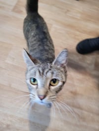 Tilly - Photo 1