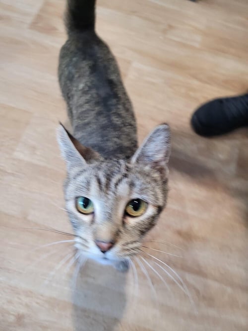 TILLY - Domestic Short Hair available for adoption