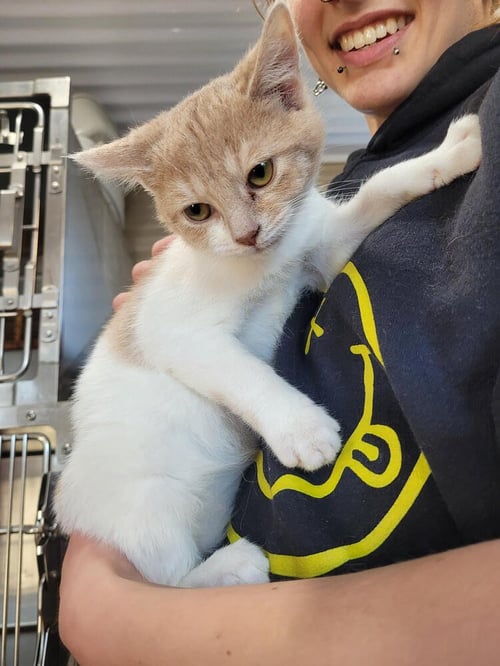 WREN - Domestic Short Hair available for adoption