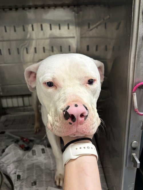 PERIWINKLE - Pit Bull Terrier available for adoption