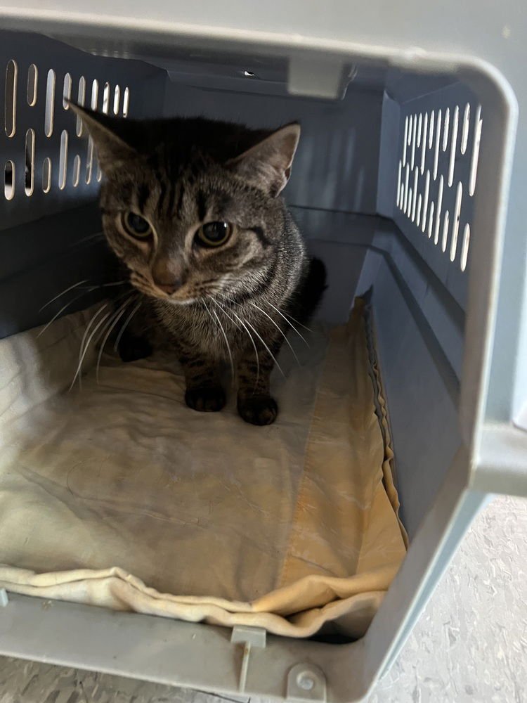 CHICKPEA - Domestic Short Hair available for adoption