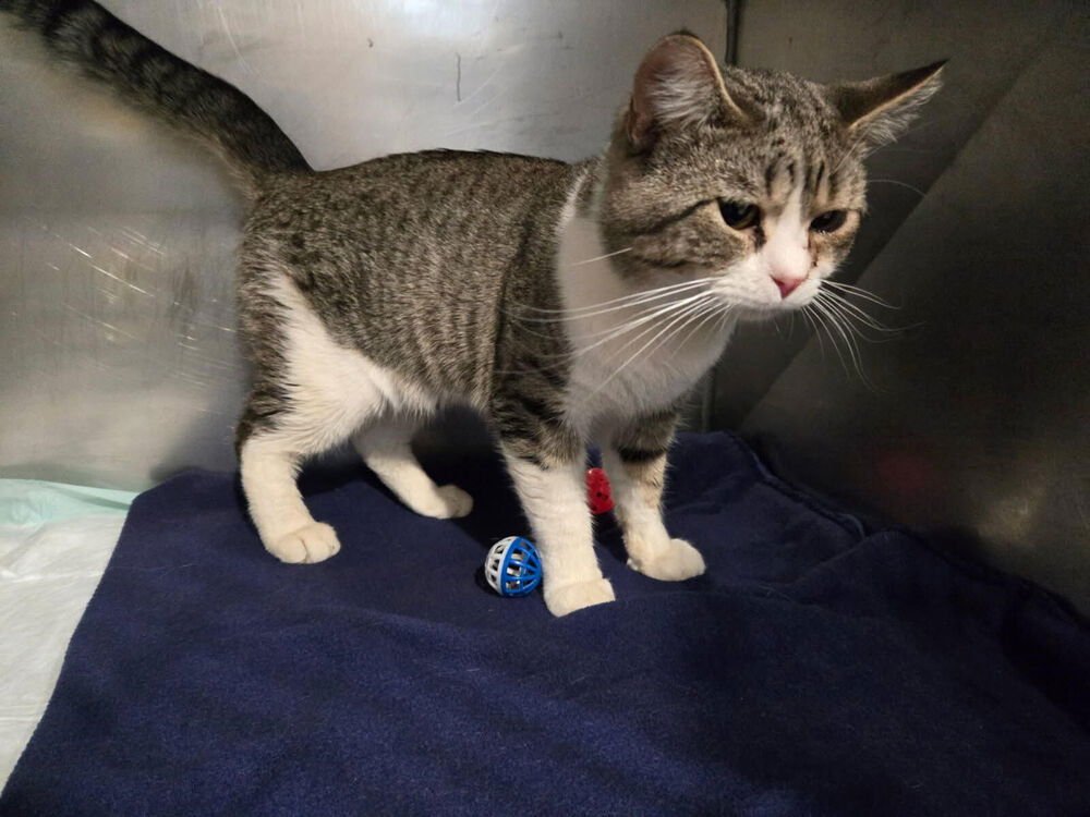 FREDDIE KING - Domestic Short Hair available for adoption