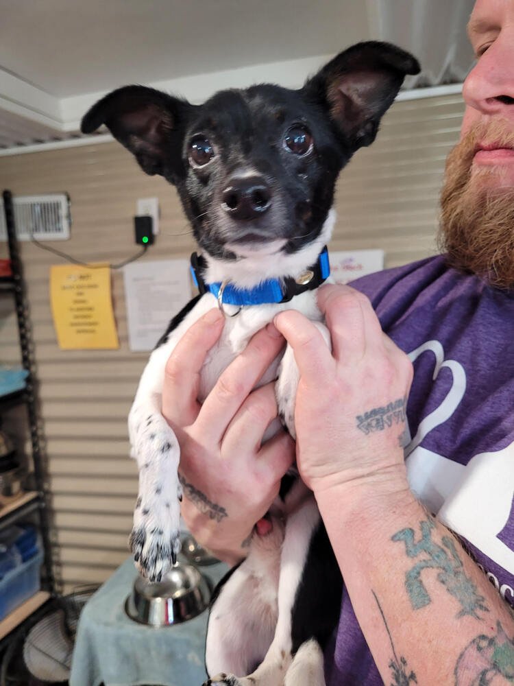 OREO - Jack Russell Terrier available for adoption