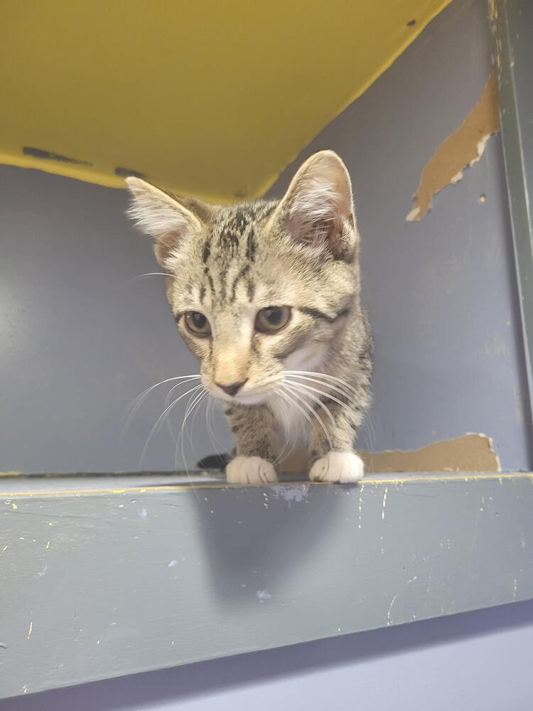 CHRIS - Domestic Short Hair available for adoption