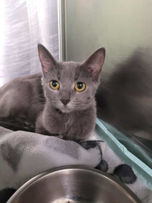 MOONLIGHT - Domestic Short Hair available for adoption