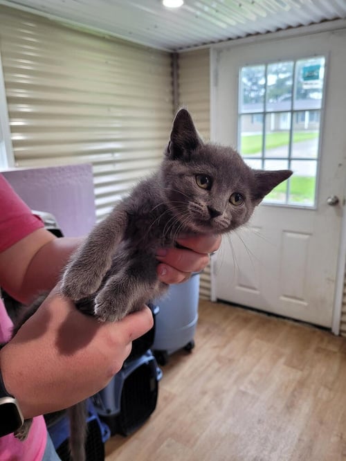 EVELYN - Domestic Short Hair available for adoption