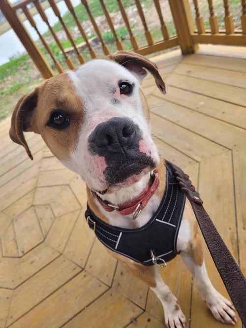 O'BANNON - Boxer available for adoption