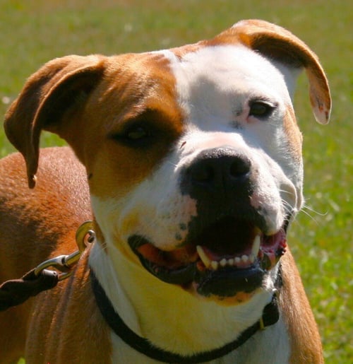 O'BANNON - Boxer available for adoption