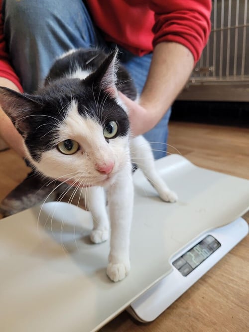 CATALINA - Domestic Short Hair available for adoption