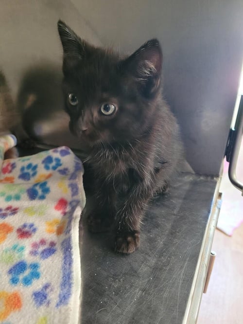 EMERSON - Domestic Short Hair available for adoption