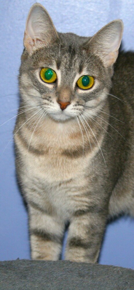 NAVY - Domestic Short Hair available for adoption