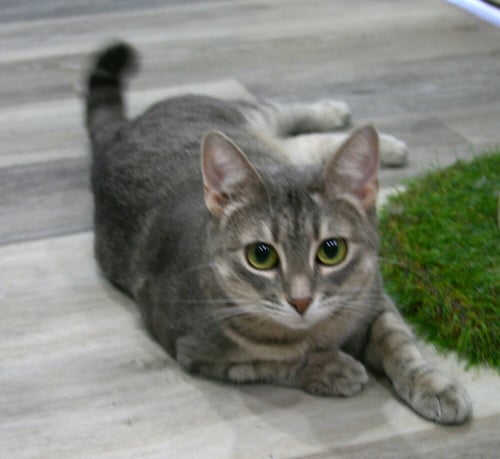 NAVY - Domestic Short Hair available for adoption