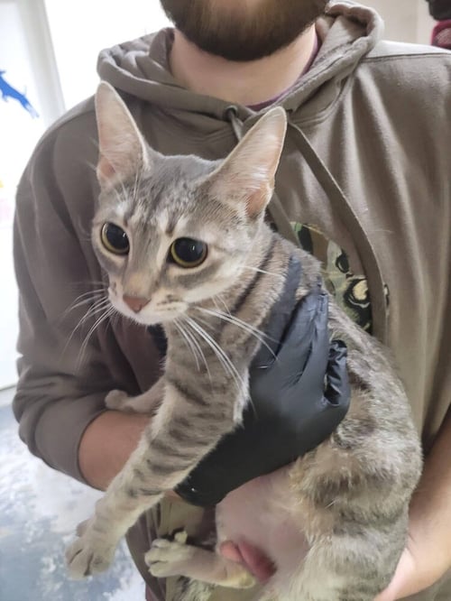 NAVY - Domestic Short Hair available for adoption