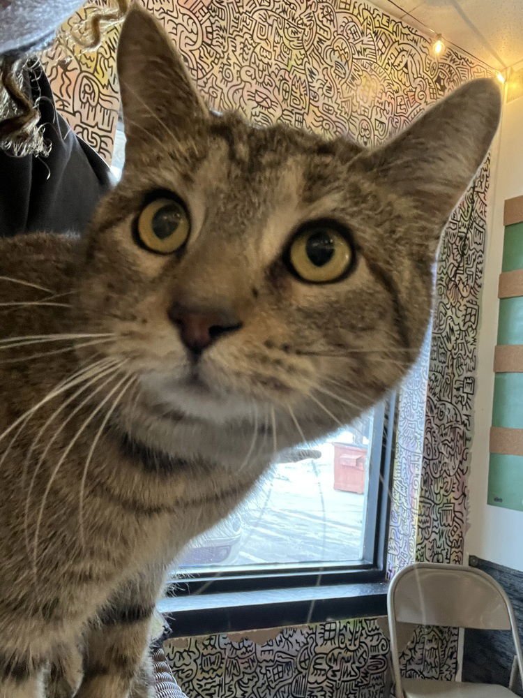 HOLLY - Domestic Short Hair available for adoption