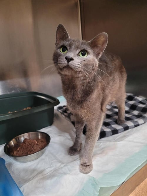 CARMICHAEL - Domestic Short Hair available for adoption
