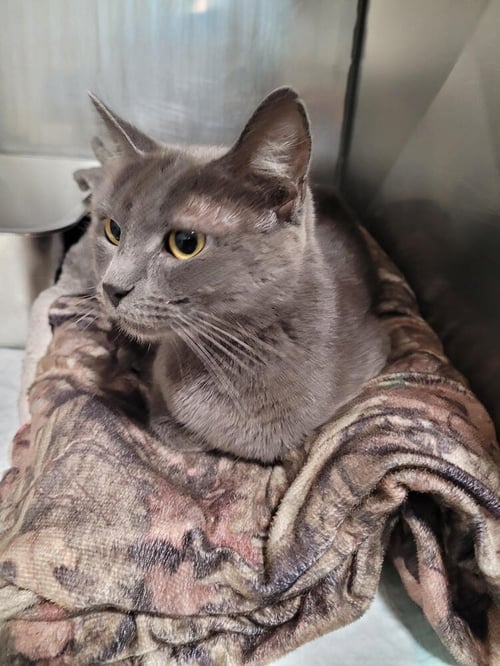 TRINITY - Domestic Short Hair available for adoption