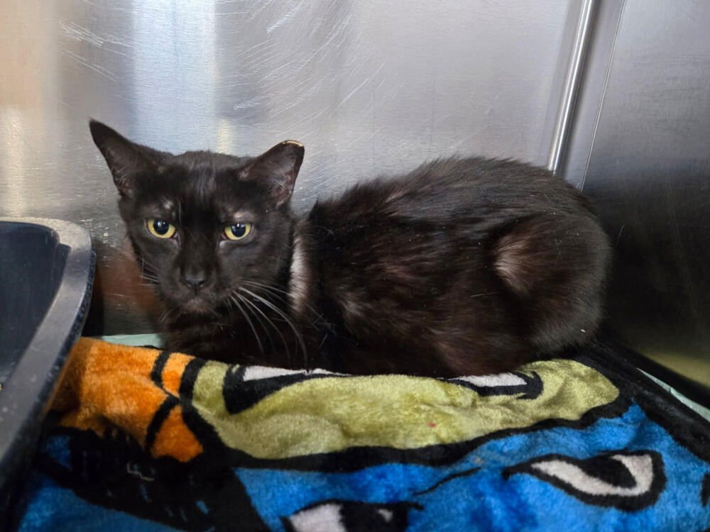 ZOE - Domestic Short Hair available for adoption