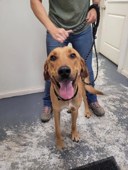BO - Hound available for adoption