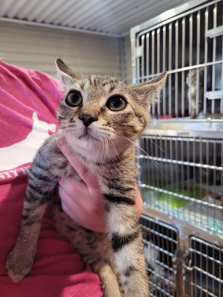 ROBERT - Domestic Short Hair available for adoption