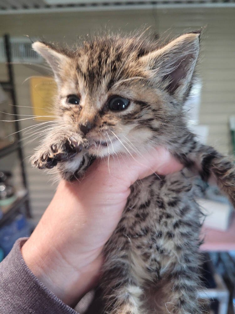 ROBERT - Domestic Short Hair available for adoption