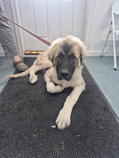 HOBBES - Anatolian Shepherd available for adoption