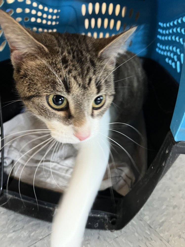 MORTICIA - Domestic Short Hair available for adoption