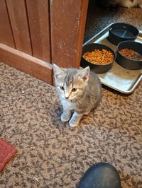Muffin - Photo 1
