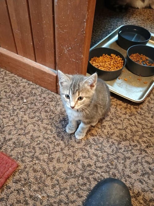 MUFFIN - Domestic Short Hair available for adoption