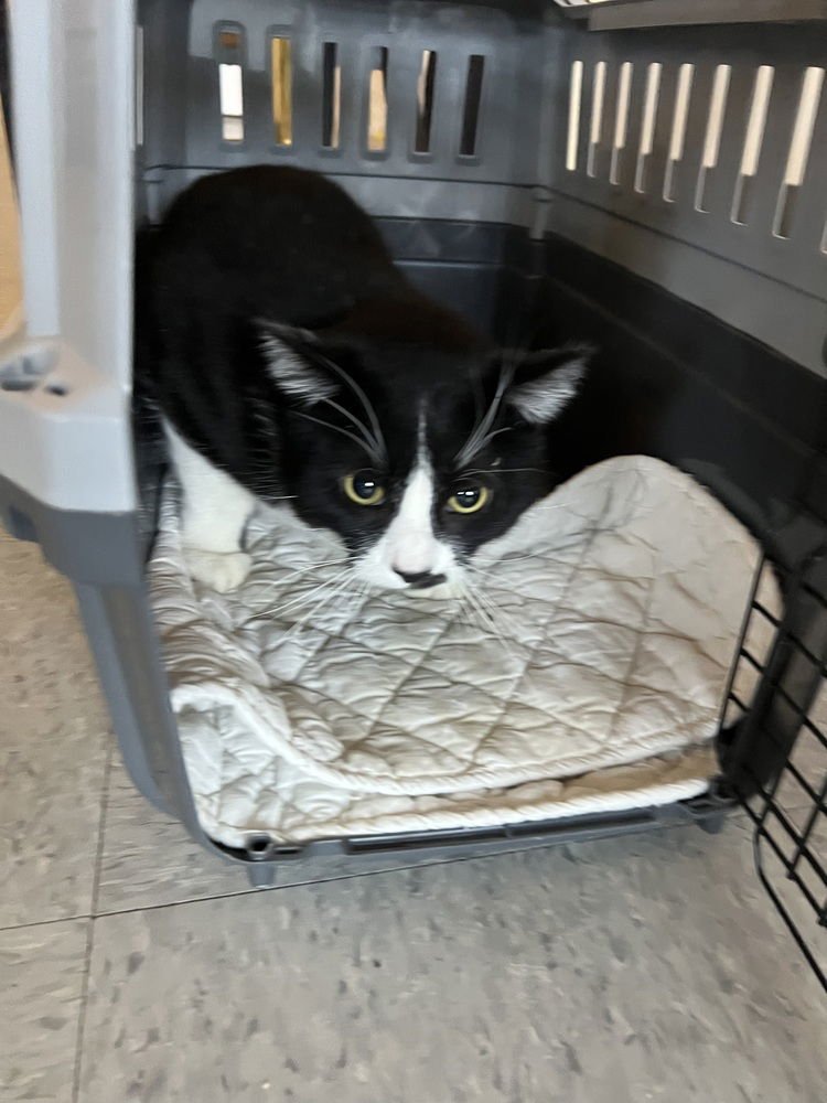 HANK - Domestic Short Hair available for adoption