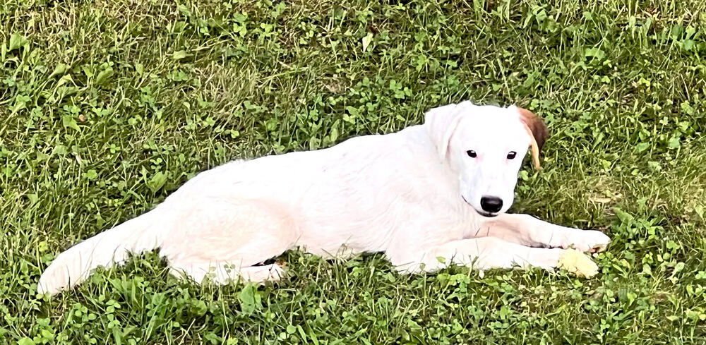 WISHBONE - Mountain Cur available for adoption