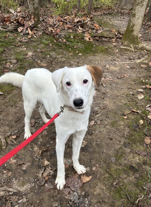 WISHBONE - Mountain Cur available for adoption
