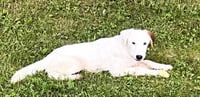 Wishbone - Photo 2