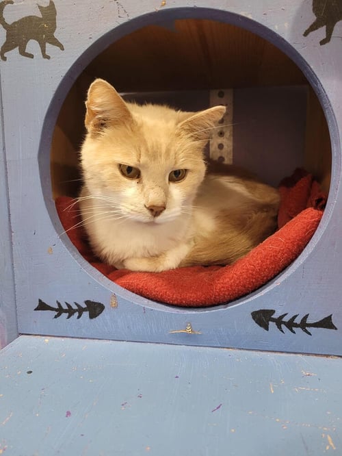 VERONICA - Domestic Short Hair available for adoption