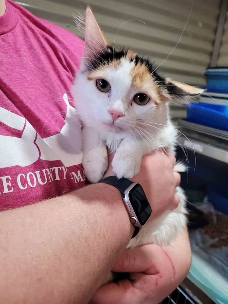 PRINCESS SASSY PANTS - Domestic Long Hair available for adoption