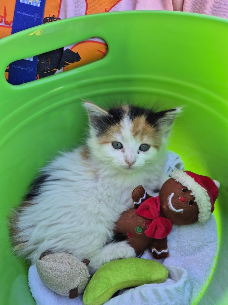 PRINCESS SASSY PANTS - Domestic Long Hair available for adoption