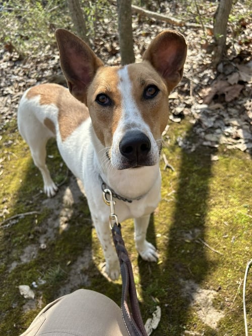 LINCOLN - Husky / Hound available for adoption