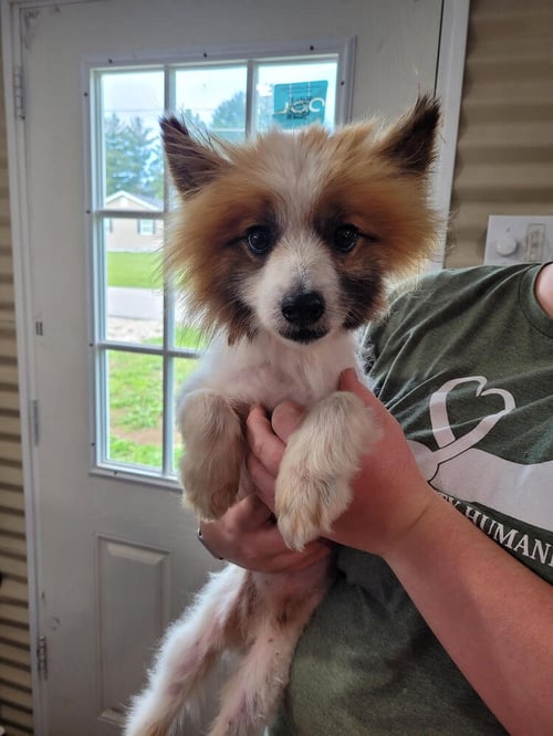 CHANCY - American Eskimo Dog / Pomeranian available for adoption