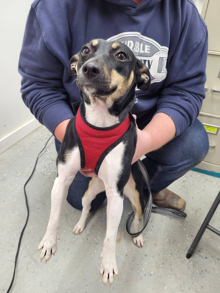 ROXIE - Rat Terrier available for adoption